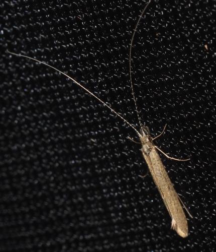 Réf. 345 627 : Leptocerus sp.